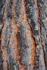 Close-up of the bark of a large tree