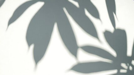 Shadows of large leaves cast on a lightcolored wall