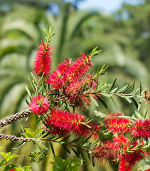 Callistemon Citrinus flowers in Sochi park