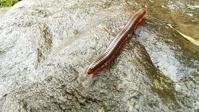 Video footage of millipede animal walking on the stone 