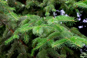 A close-up of a fragment of a coniferous tree and its branches