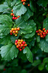 Leaves and branches of a shrub with red berries