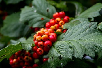 Leaves and branches of a shrub with red berries