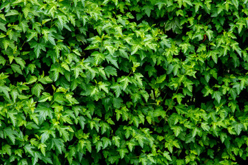 A shrub with many leaves and bushes