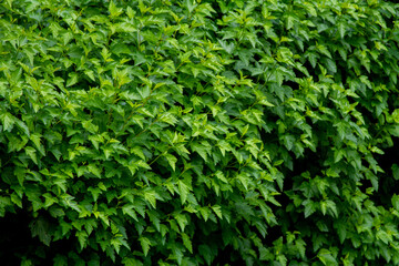 A shrub with many leaves and bushes