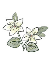 hand drawn white flowers and green leaves illustration in simple sketch on transparent background png file type 