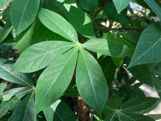 . Close-Up of Fresh Cassava Leaves in Tropical Garden