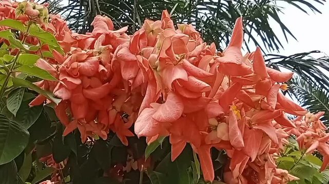 Video recording of mussaenda flowers swaying in the wind 