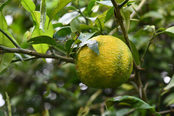柚子の実