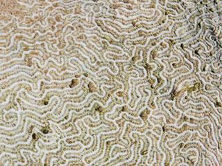 surface of a dead stone coral with a maze like line pattern