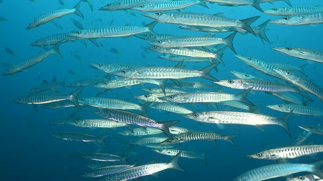 Blackfin barracudas, Sphyraena qenie, Raja Ampat Indonesia.