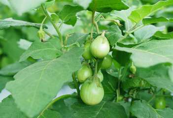 Fresh Green Thai Eggplants (Solanum virginianum) Growing on the Tree