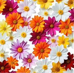 Colorful daisy flowers scattered against a dark background