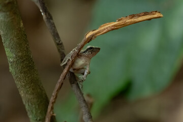 Tree Frog, Common tree frog Polypedates 