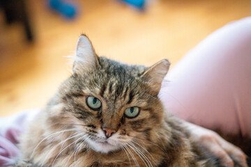 A fluffy tabby cat with piercing blue-green eyes stares calmly while sitting on someone's lap. Its thick fur and relaxed posture give the image a warm and cozy indoor feel.