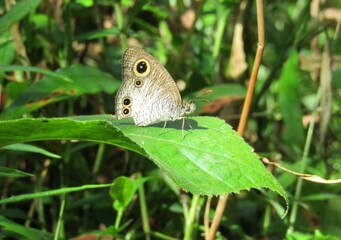 butterfly on a green leaf