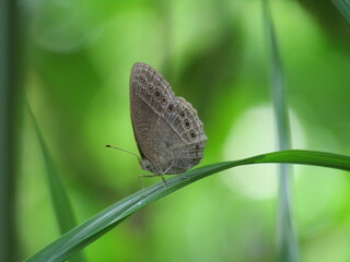 butterfly on green leaf