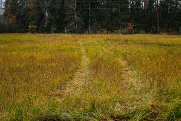 A narrow path cuts through a golden-yellow autumn field, leading toward a dense pine forest. Overhead power lines stretch across the scene under an overcast sky, adding a rural atmosphere.