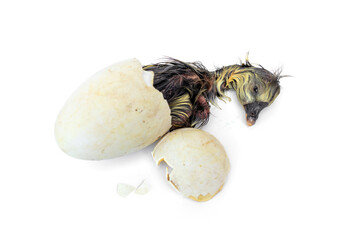 Newborn Shi Tou grey Goose. Little wet feathers newly gosling is hatching from egg isolated on white background.