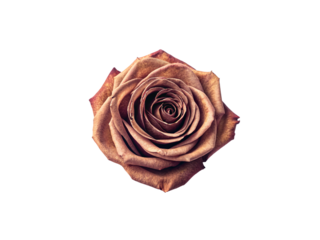 Dried rose flower head in muted brown shades viewed from above without stem, isolated on a transparent background