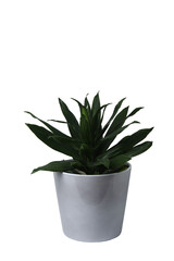 Houseplant in a pot. Houseplant isolated on white background. Young plant
