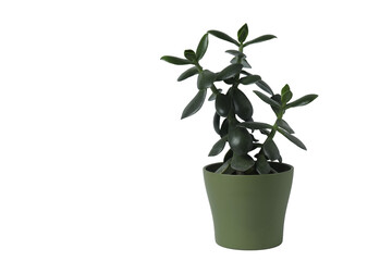 Houseplant in a pot. Houseplant isolated on white background. Young plant
