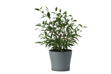 Obraz premium Houseplant in a pot. Houseplant isolated on white background. Young plant 