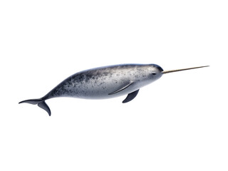 Grey narwhal with distinctive tusk and spotted pattern on body, isolated on a transparent background