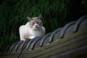 塀の上に座る野良ネコ