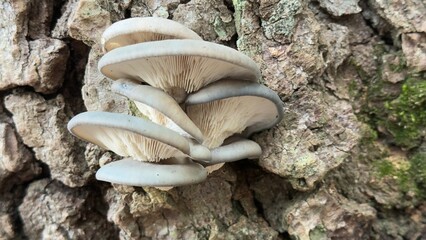 Spruce Tree and Wild Mushrooms – Forest Harmony