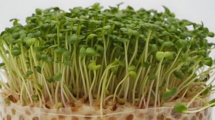 Fresh radish sprouts growing for a healthy salad or microgreen garnish, adding a vibrant touch to culinary creations and promoting wellness through natural nutrition