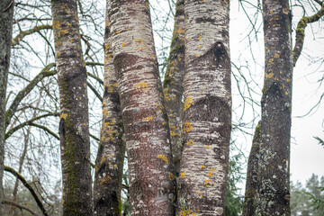 A group of tall trees with bare branches stands close together, their trunks covered in patches of moss and pale lichen. The cloudy sky and forest background add to the calm, wintry mood.