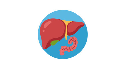 Liver and intestine diagram with transparent background
