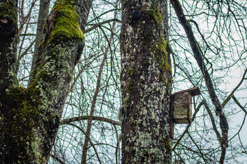 An old wooden birdhouse is attached to a moss-covered tree trunk. The bare branches and muted sky suggest winter or late autumn, adding a quiet, still atmosphere to the forest scene.