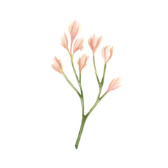 Beige freesia bud on branch. Delicate pink curved flower. Botanical floral twig. Watercolor illustration isolated from background. Wildflower for your design on invitation, cards, spring holidays