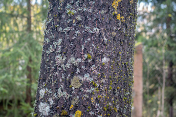 Close-up view of a tree trunk covered in patches of green moss and pale lichen. The rugged bark surface shows detailed natural textures, set against a softly blurred forest background.