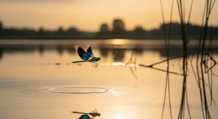 Blue and Green Dragonfly in Flight During Golden Hour
