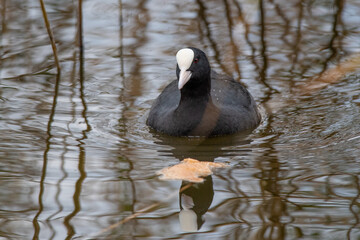 Eurasian Coot Swimming Among Reeds