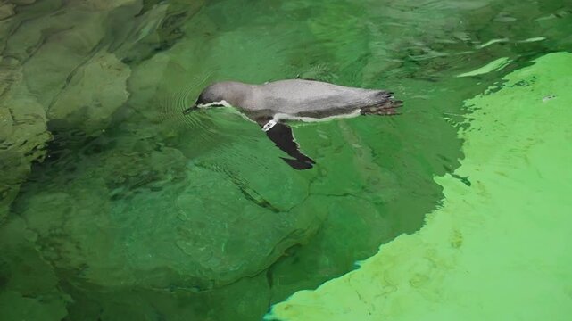 Penguin gliding underwater through clear pool at zoo exhibit enclosure