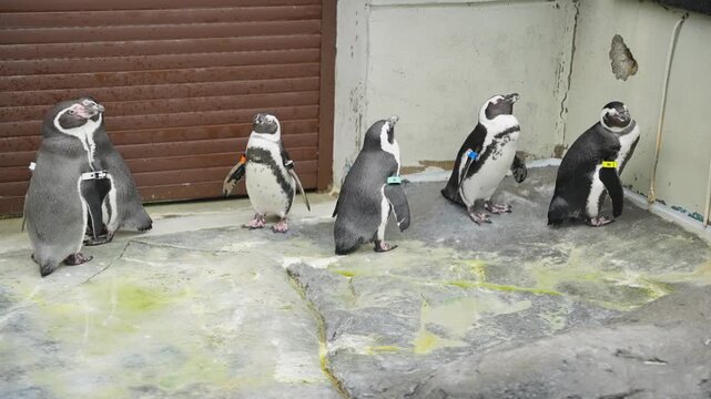 Group of penguins standing on edge of pool in zoo exhibit area
