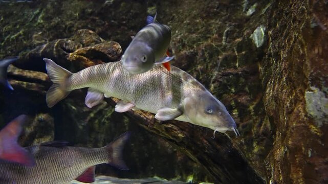 Common barbel resting on riverbed among pebbles and submerged vegetation