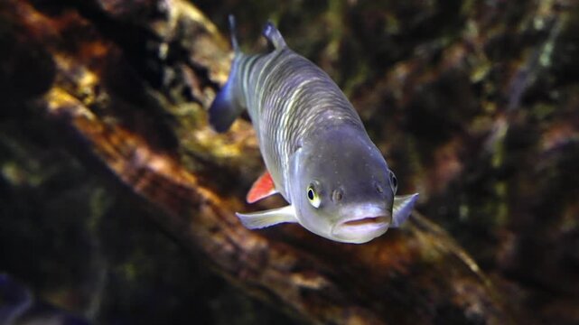 Common chub gliding through freshwater stream surrounded by aquatic plants