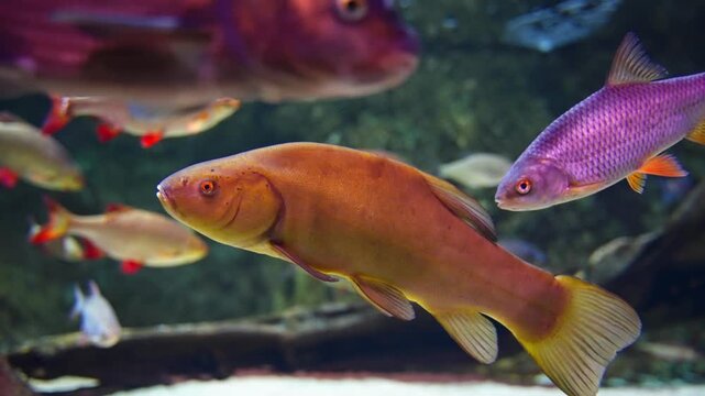 Golden tench gliding through freshwater aquarium with other colorful fish