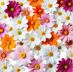 Close-up of vibrant daisy-like flowers in various colors, tightly packed