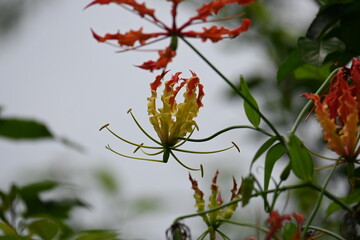 Gloriosa superba flower. Its species of flowering plant in family Colchicaceae. Its Common names flame lily, climbing lily, creeping lily, glory lily, gloriosa lily, tiger claw flower and fire lily.