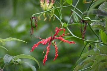 Gloriosa superba flower. Its species of flowering plant in family Colchicaceae. Its Common names flame lily, climbing lily, creeping lily, glory lily, gloriosa lily, tiger claw flower and fire lily.
