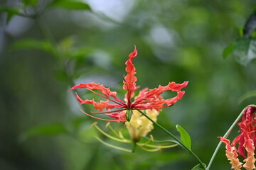Gloriosa superba flower. Its species of flowering plant in family Colchicaceae. Its Common names flame lily, climbing lily, creeping lily, glory lily, gloriosa lily, tiger claw flower and fire lily.