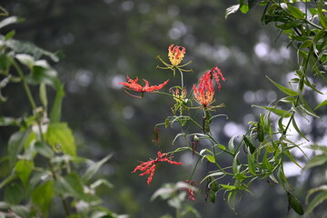 Gloriosa superba flower. Its species of flowering plant in family Colchicaceae. Its Common names flame lily, climbing lily, creeping lily, glory lily, gloriosa lily, tiger claw flower and fire lily.