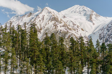 Obraz premium A wallpaper of the Snow covered Himalayan ranges with Pines in the foreground