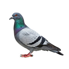 Pigeon isolated on transparent background, full length shot